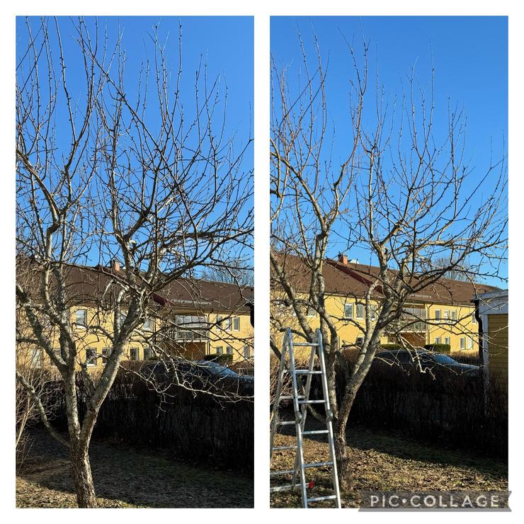 Trädbeskärning vårvinter
